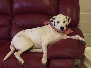 white spotted dog laying on couch.