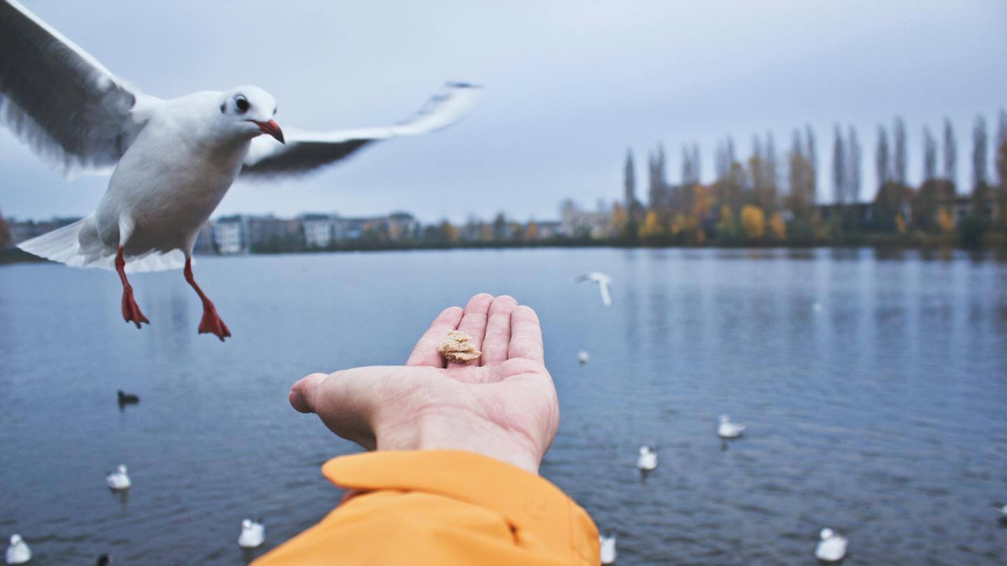 Photo of Arm outstretched with breadcrumbs in palm to feed an incoming seagull Article info: Why Narcissists "Breadcrumb" You on Psychology Today by: Dr Stephanie Sarkis. Photo Credit: pexels-matthias-zomer-322244